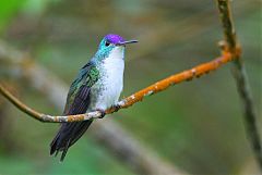 Andean Emerald